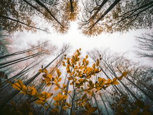 Preview wallpaper leaves, autumn, trees, forest, view from below