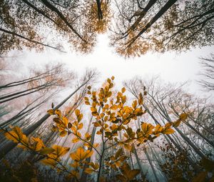 Preview wallpaper leaves, autumn, trees, forest, view from below