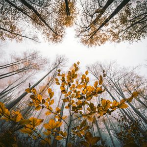 Preview wallpaper leaves, autumn, trees, forest, view from below