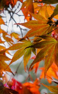 Preview wallpaper leaves, autumn, trees, branches