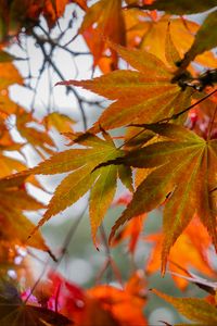 Preview wallpaper leaves, autumn, trees, branches