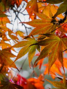 Preview wallpaper leaves, autumn, trees, branches