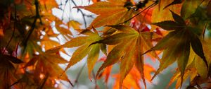 Preview wallpaper leaves, autumn, trees, branches