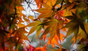 Preview wallpaper leaves, autumn, trees, branches