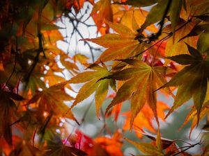 Preview wallpaper leaves, autumn, trees, branches