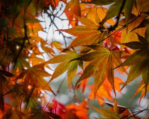 Preview wallpaper leaves, autumn, trees, branches