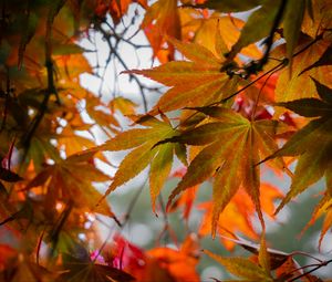 Preview wallpaper leaves, autumn, trees, branches