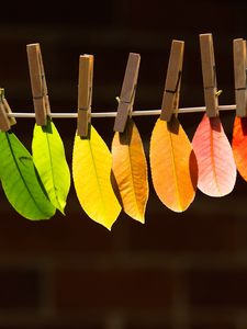 Preview wallpaper leaves, autumn, veins, gradient
