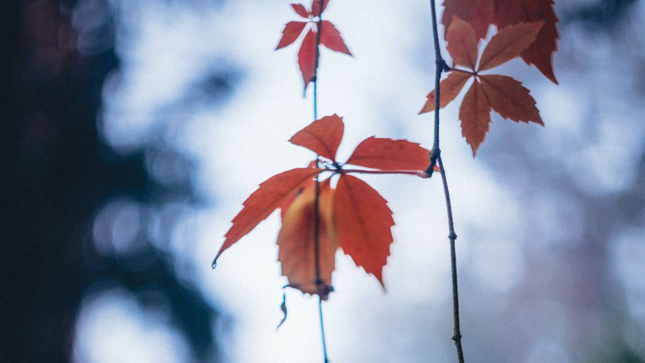 Wallpaper leaves, autumn, vine, blur