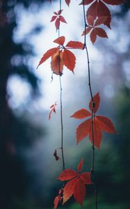 Preview wallpaper leaves, autumn, vine, blur