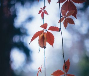 Preview wallpaper leaves, autumn, vine, blur