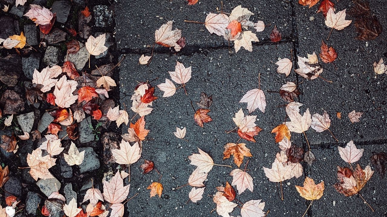 Wallpaper leaves, autumn, wet, asphalt