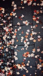 Preview wallpaper leaves, autumn, wet, asphalt