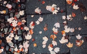 Preview wallpaper leaves, autumn, wet, asphalt