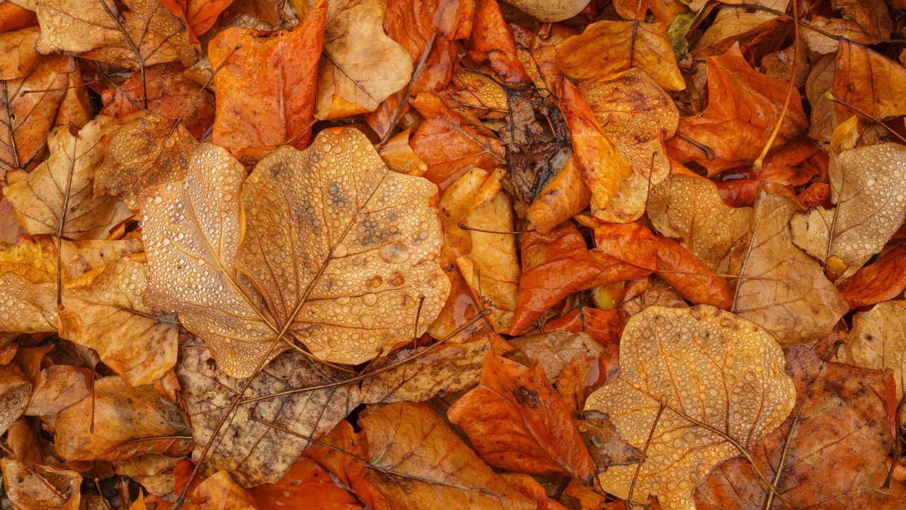 Wallpaper leaves, autumn, wet, brown, macro