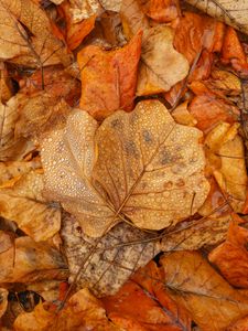 Preview wallpaper leaves, autumn, wet, brown, macro