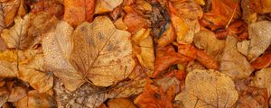 Preview wallpaper leaves, autumn, wet, brown, macro