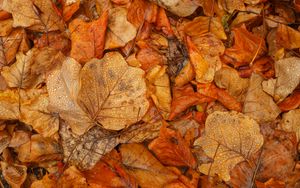 Preview wallpaper leaves, autumn, wet, brown, macro