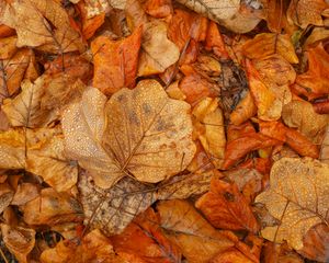 Preview wallpaper leaves, autumn, wet, brown, macro