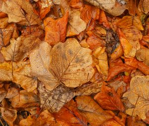 Preview wallpaper leaves, autumn, wet, brown, macro