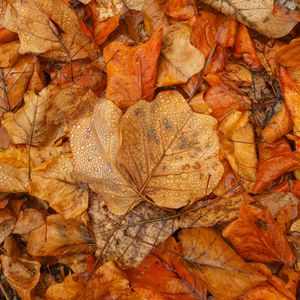 Preview wallpaper leaves, autumn, wet, brown, macro