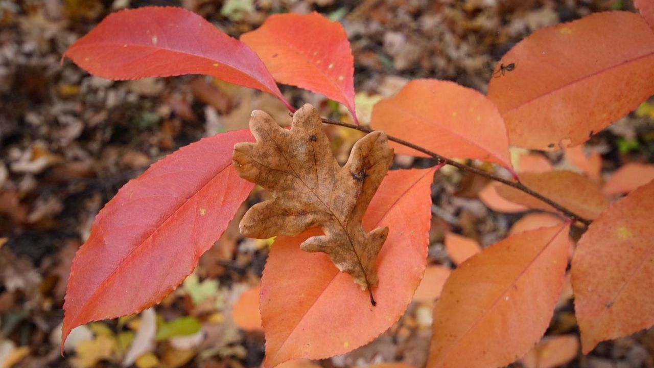 Wallpaper leaves, autumn, wood, multi-colored, oak