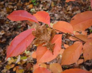 Preview wallpaper leaves, autumn, wood, multi-colored, oak