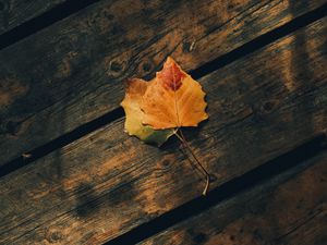 Preview wallpaper leaves, autumn, wooden, boards