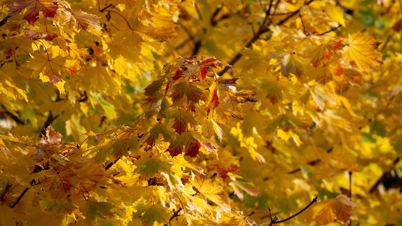 Wallpaper leaves, autumn, yellow, tree, nature