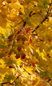 Preview wallpaper leaves, autumn, yellow, tree, nature