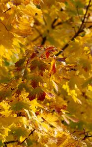 Preview wallpaper leaves, autumn, yellow, tree, nature