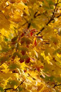 Preview wallpaper leaves, autumn, yellow, tree, nature