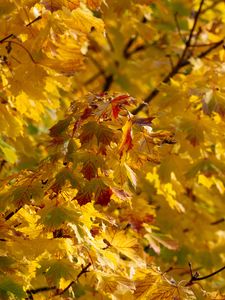 Preview wallpaper leaves, autumn, yellow, tree, nature