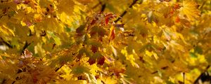 Preview wallpaper leaves, autumn, yellow, tree, nature