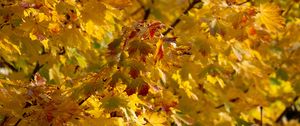 Preview wallpaper leaves, autumn, yellow, tree, nature