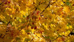 Preview wallpaper leaves, autumn, yellow, tree, nature