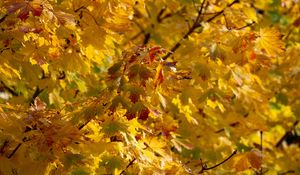 Preview wallpaper leaves, autumn, yellow, tree, nature