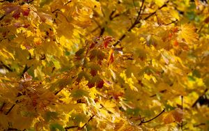 Preview wallpaper leaves, autumn, yellow, tree, nature