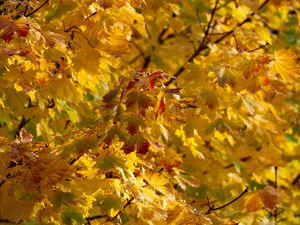 Preview wallpaper leaves, autumn, yellow, tree, nature