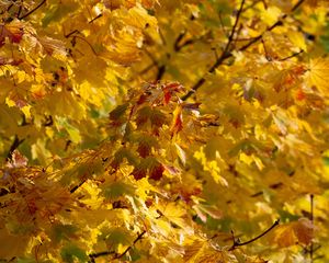 Preview wallpaper leaves, autumn, yellow, tree, nature