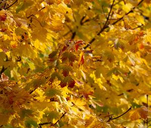 Preview wallpaper leaves, autumn, yellow, tree, nature