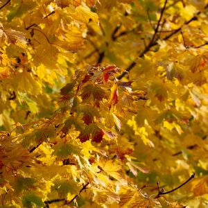 Preview wallpaper leaves, autumn, yellow, tree, nature