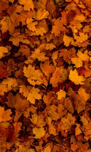 Preview wallpaper leaves, autumn, yellow