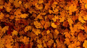Preview wallpaper leaves, autumn, yellow