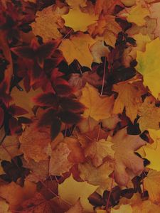 Preview wallpaper leaves, autumn, yellow, fallen leaves