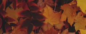 Preview wallpaper leaves, autumn, yellow, fallen leaves