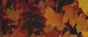 Preview wallpaper leaves, autumn, yellow, fallen leaves