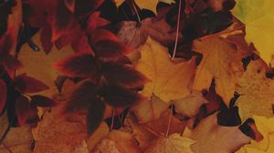 Preview wallpaper leaves, autumn, yellow, fallen leaves