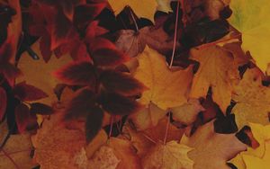 Preview wallpaper leaves, autumn, yellow, fallen leaves