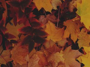 Preview wallpaper leaves, autumn, yellow, fallen leaves